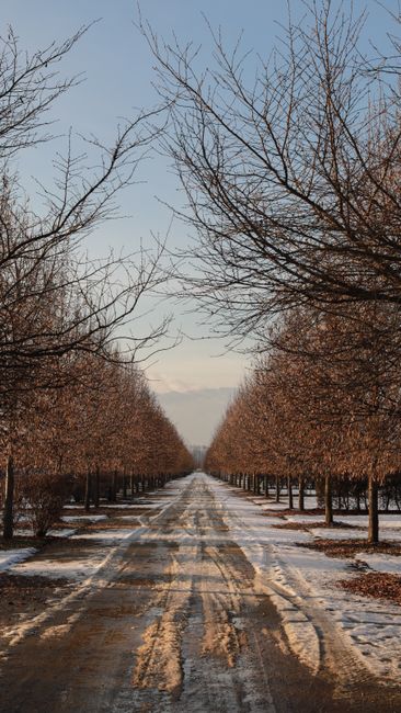 Snow-covered rural path flanked by leafless trees in a serene winter landscape.