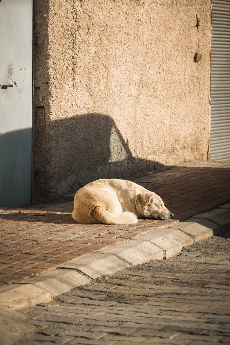 Dog Sleeping On Sidewalk