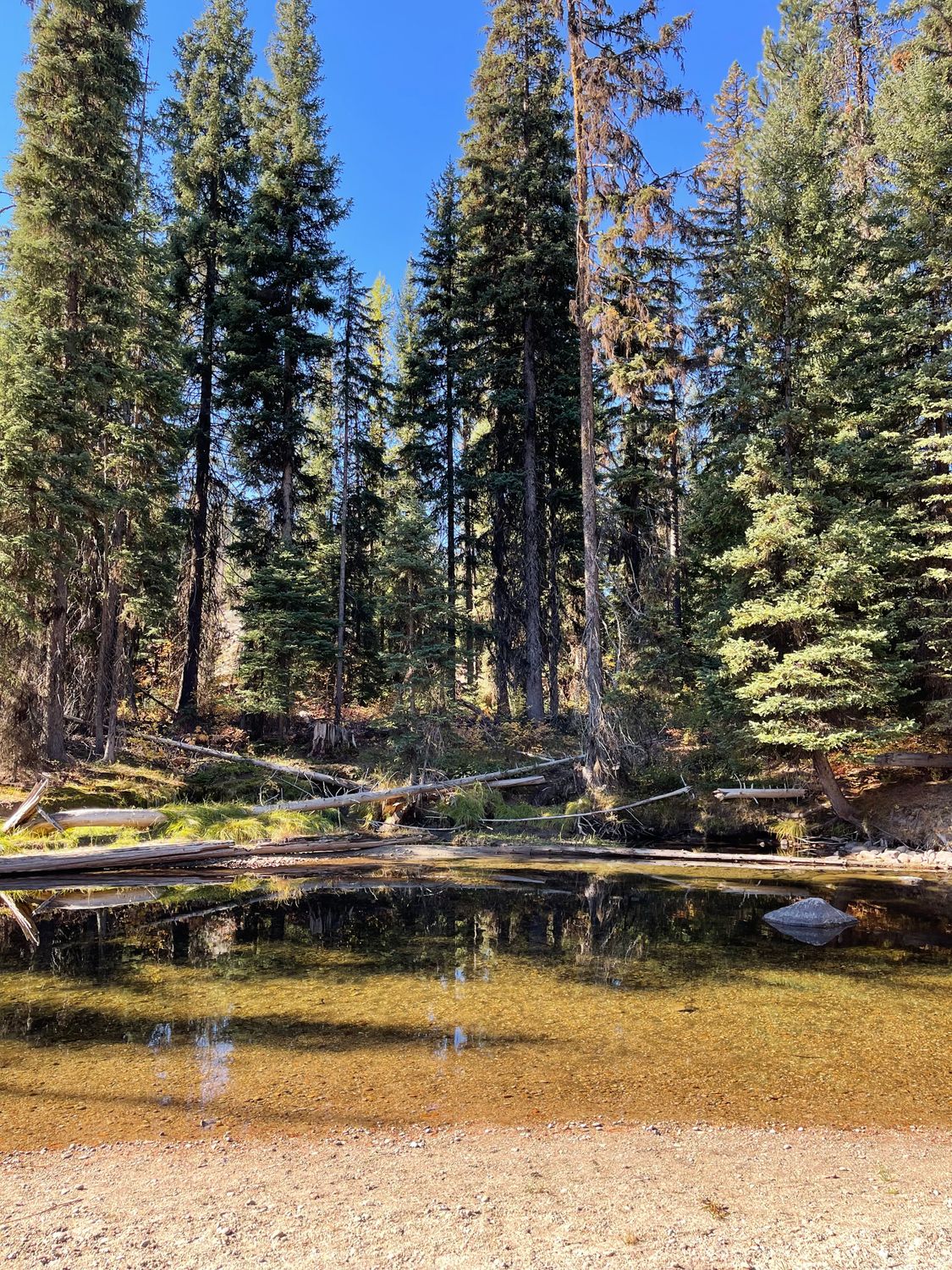 A Lake Near Pine Trees in the Forest · Free Stock Photo