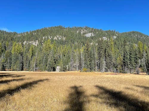 A Brown Grass Field Near the Green Trees Under the Blue Sky