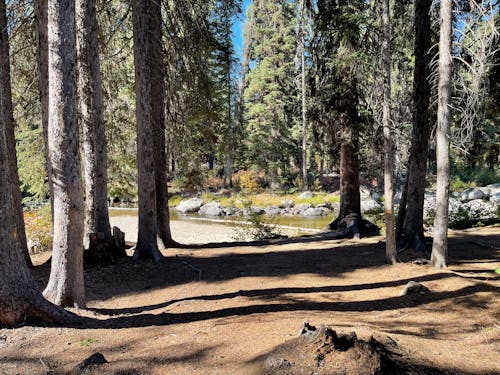 Foto profissional grátis de árvores verdes, cenário, cênico