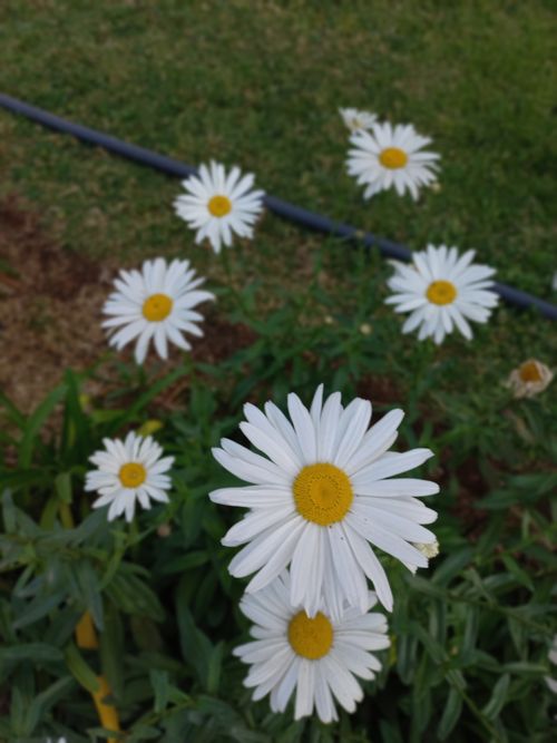 Free stock photo of angel s breath flowers, beautiful flower Stock Photo
