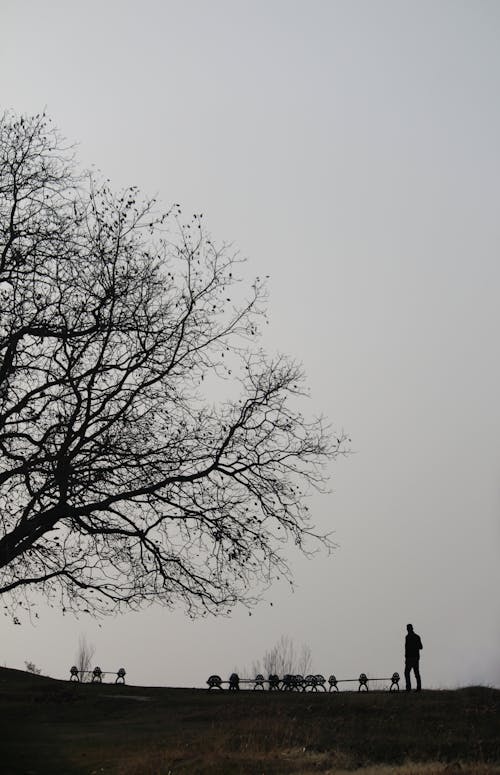 A Tree on a Cloudy Day 