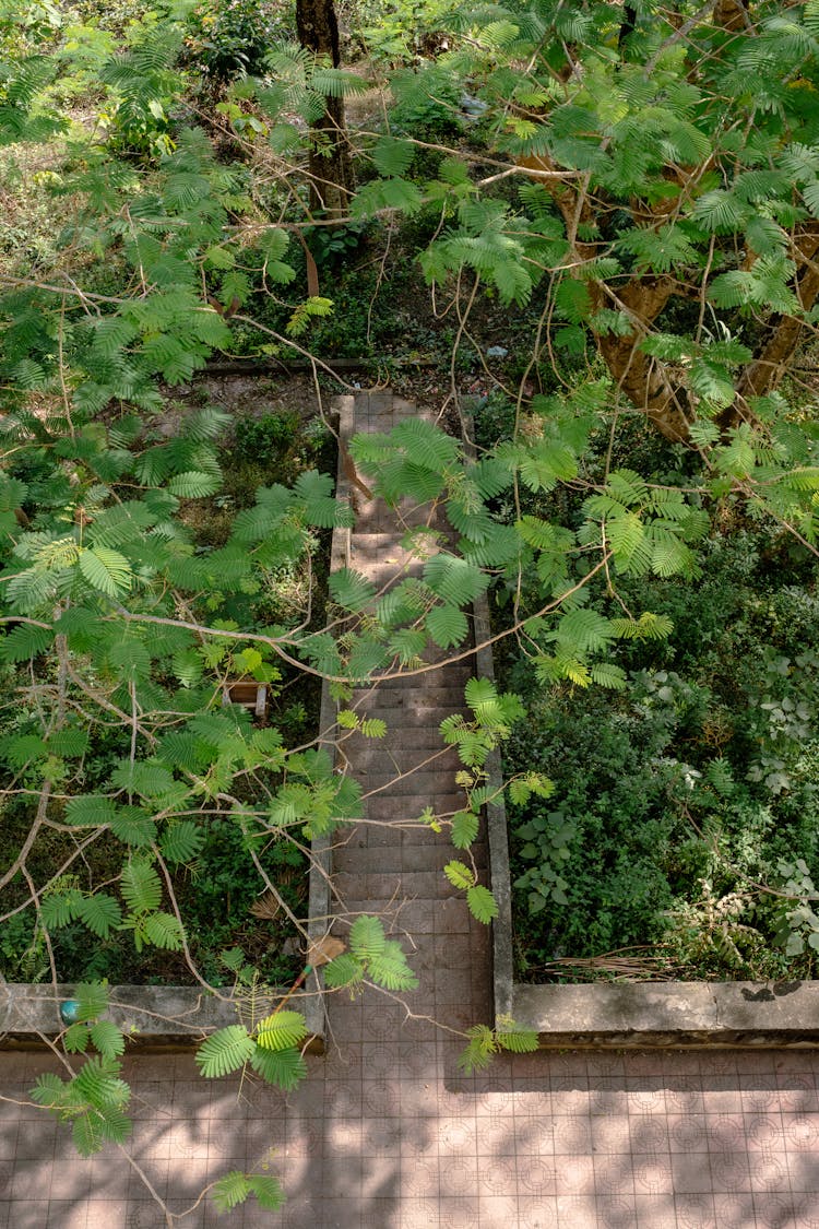 Tree Branches Over The Stairs