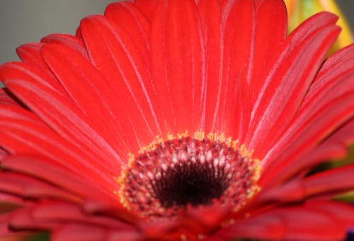 “非洲菊雛菊”, 紅色, 紅色雛菊 的 免費圖庫相片