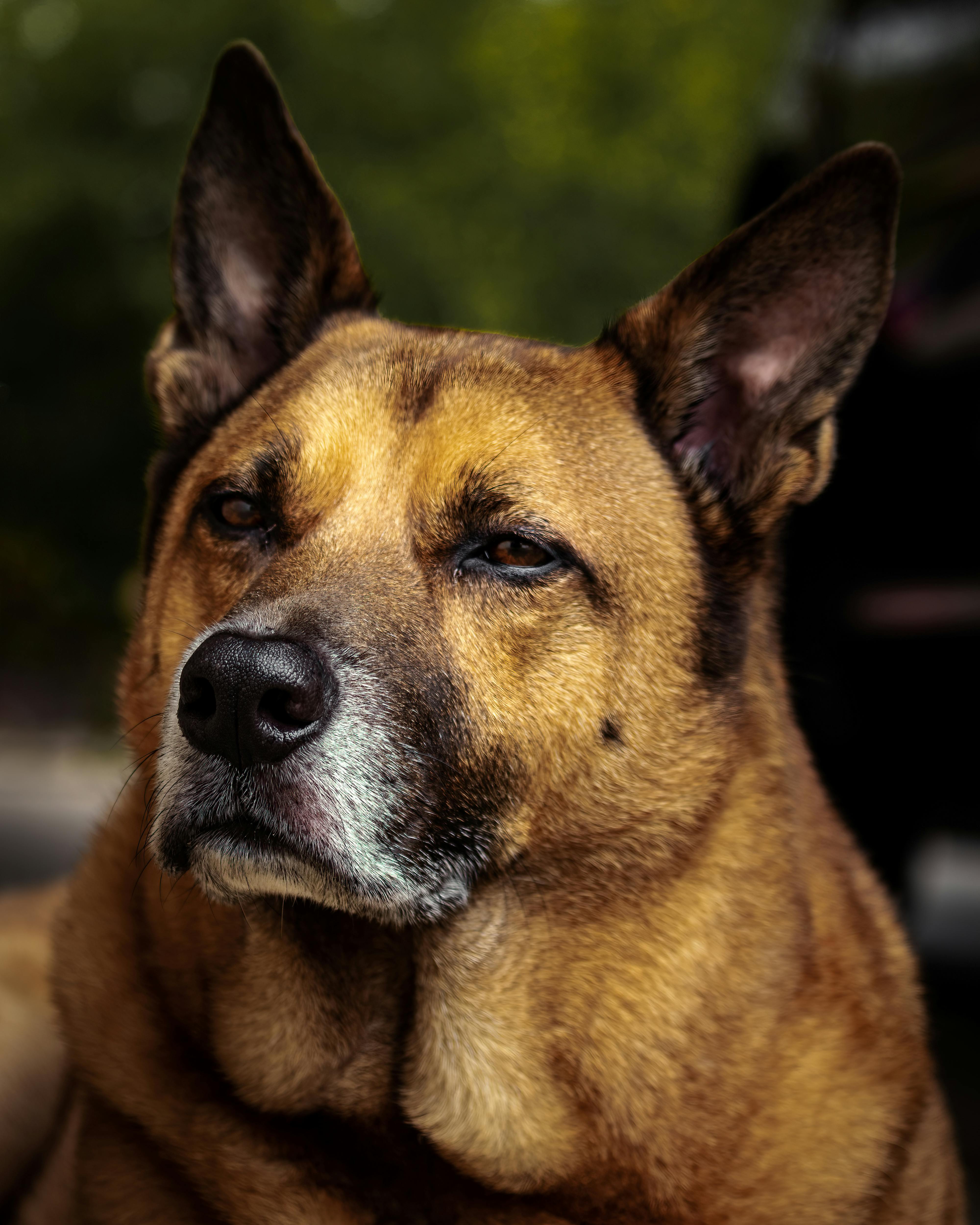 Close Up Photo of a Dog Poster · Free Stock Photo