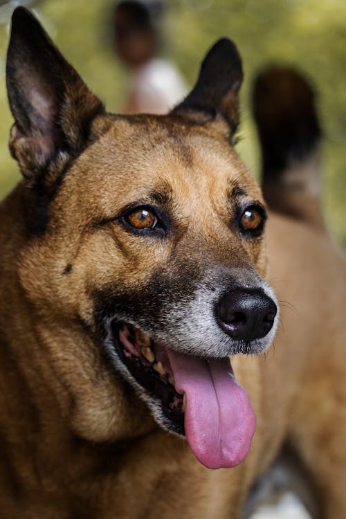 Imagine de stoc gratuită din a închide, adorabil, animal