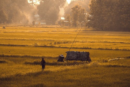 Free Field in the Morning Mist Stock Photo