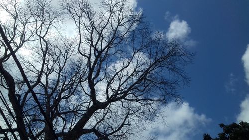 Free stock photo of blue sky, sky, tree Stock Photo