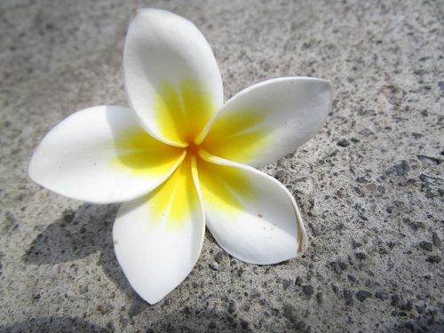 Free stock photo of beautiful flowers, flower, frangipani Stock Photo