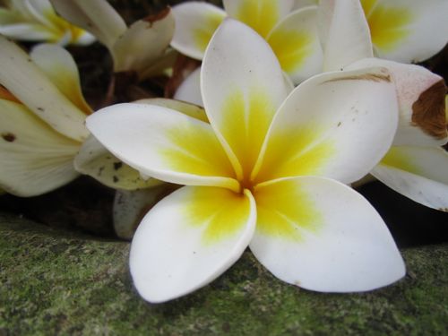 Free stock photo of beautiful flowers, fragipani Stock Photo