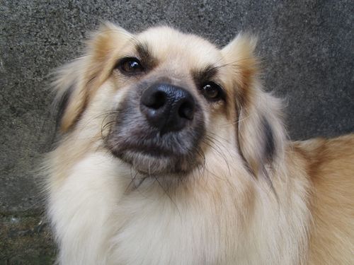 Free stock photo of dog, pet Stock Photo