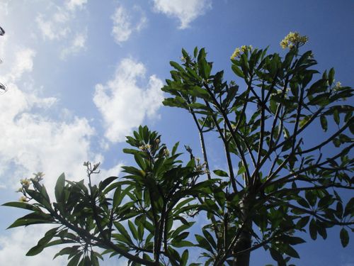 Free stock photo of blue sky, plant, sky Stock Photo