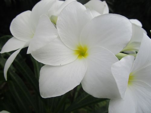 Free stock photo of beautiful flowers, flowers Stock Photo