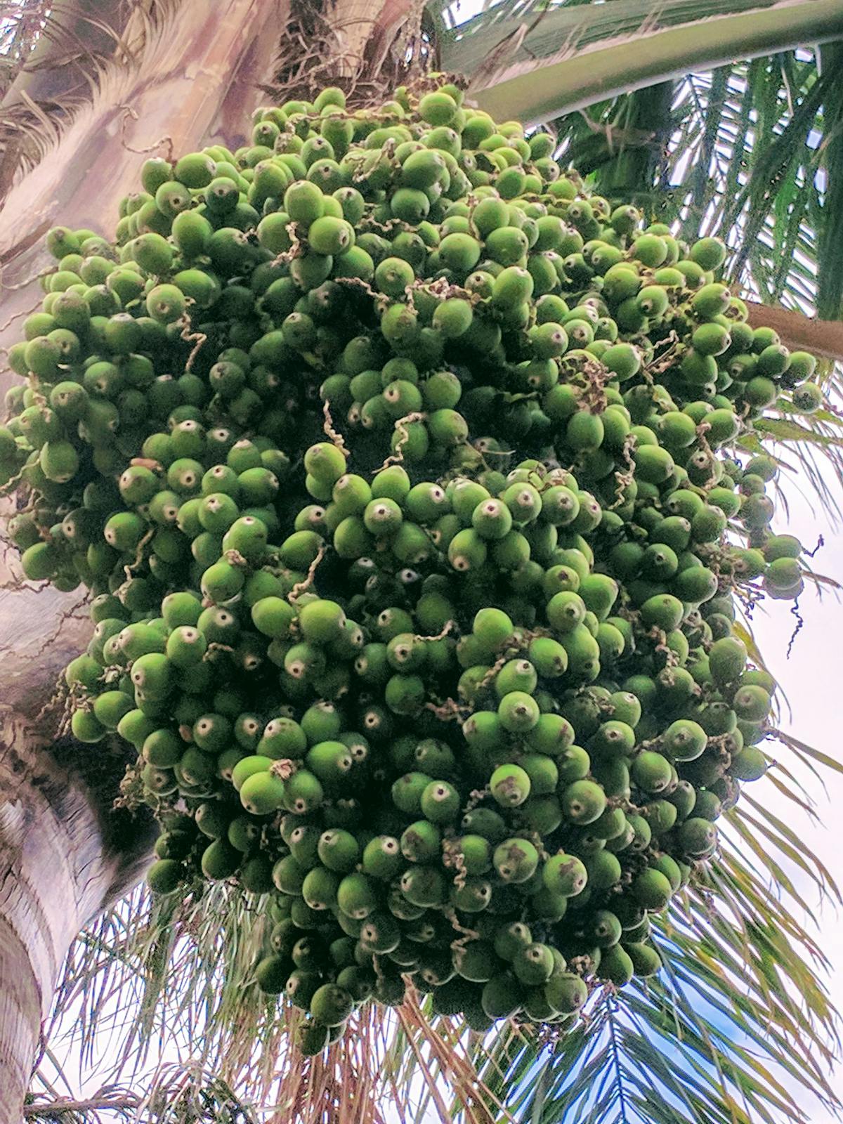 Small bowls of creamy soup served on a tray with herbs