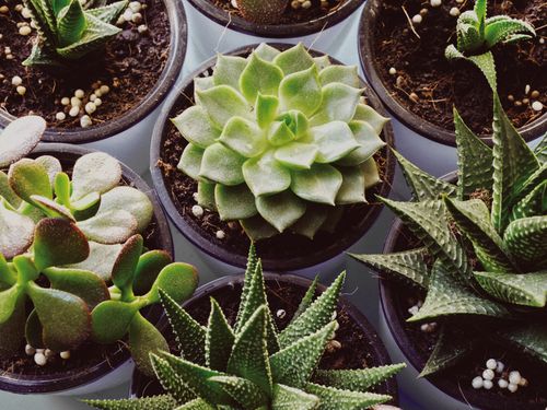 Free A variety of succulents in flowerpots showcasing diverse shapes and textures. Stock Photo