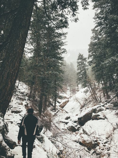 Free Person hiking through a snowy forest path surrounded by evergreen trees. Winter exploration scene. Stock Photo