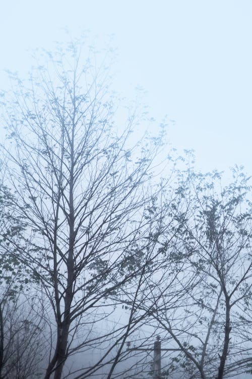 Bare Trees During a Foggy Day