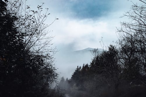Gratuit Imagine de stoc gratuită din anotimp, ceață, codru Fotografie de stoc