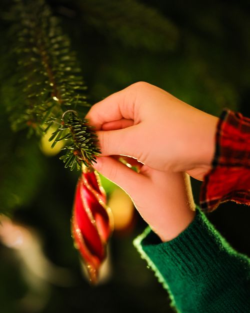 Free Close-up of a hand hanging a red ornament on a Christmas tree branch indoors. Stock Photo