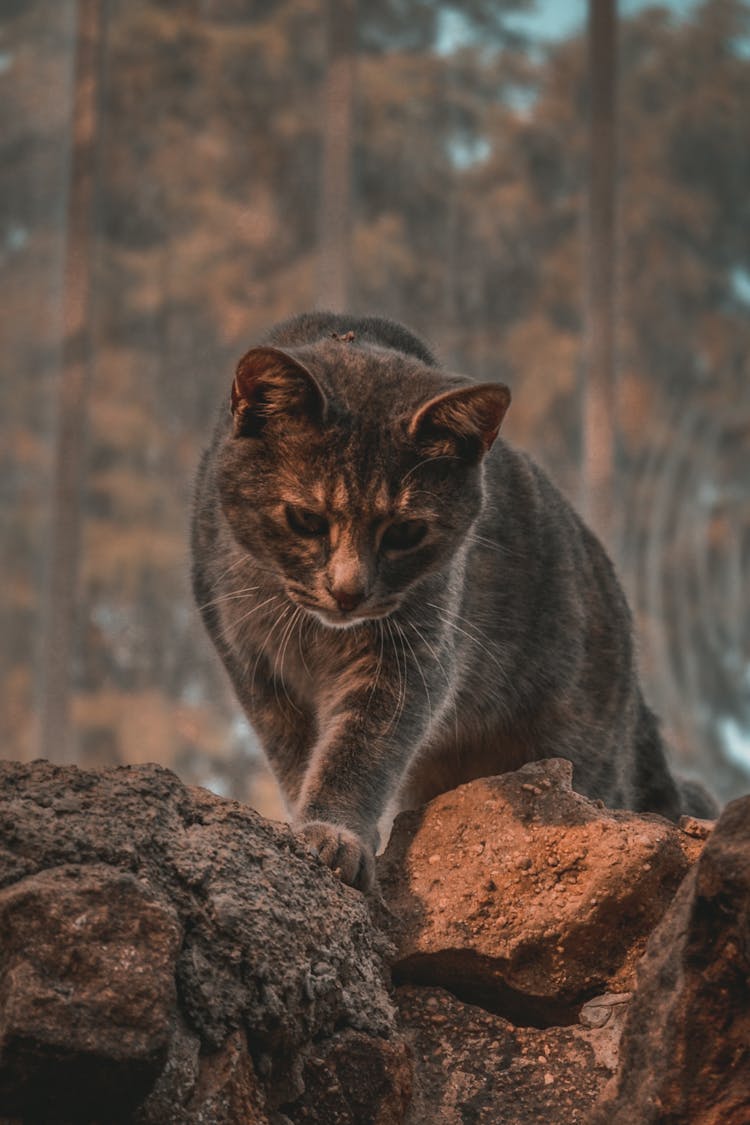 A European Wildcat On The Prowl