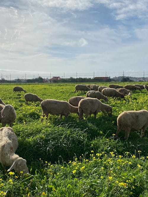 Základová fotografie zdarma na téma čisté počasí, hřiště, ovce
