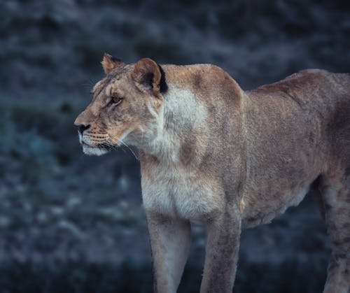 Lioness in Close Up Photography