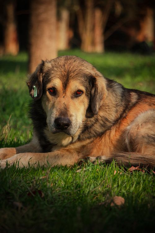 Free A dog peacefully lying on green grass, captured in a close-up outdoor setting. Stock Photo