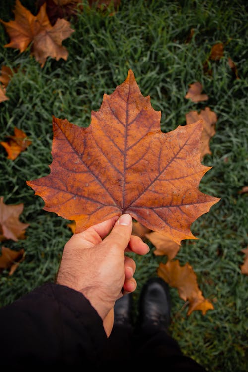 Darmowe zdjęcie z galerii z brązowy liść, jesień, klon