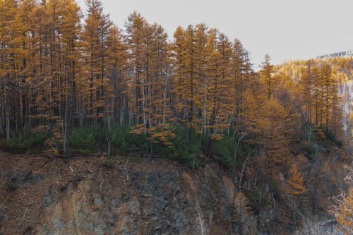 Δωρεάν στοκ φωτογραφιών με δασικός, δέντρα, λήψη από drone