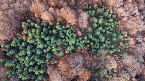 Trees in the Forest in Drone Photography