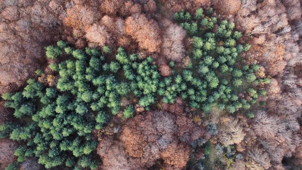 A stunning drone shot capturing vibrant green conifers amid brown autumn foliage in a forest.