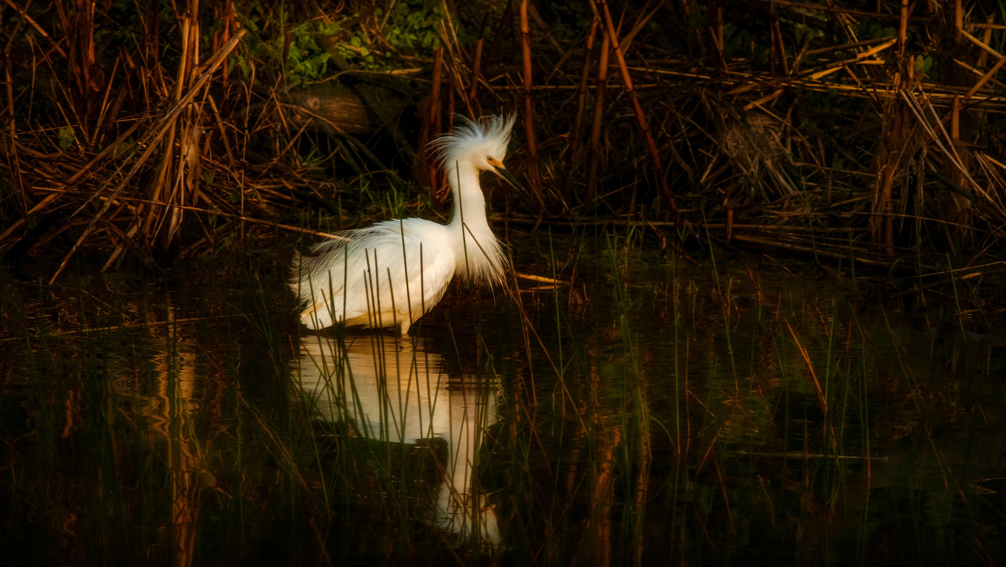 Free stock photo of Blue heron, egret, heron