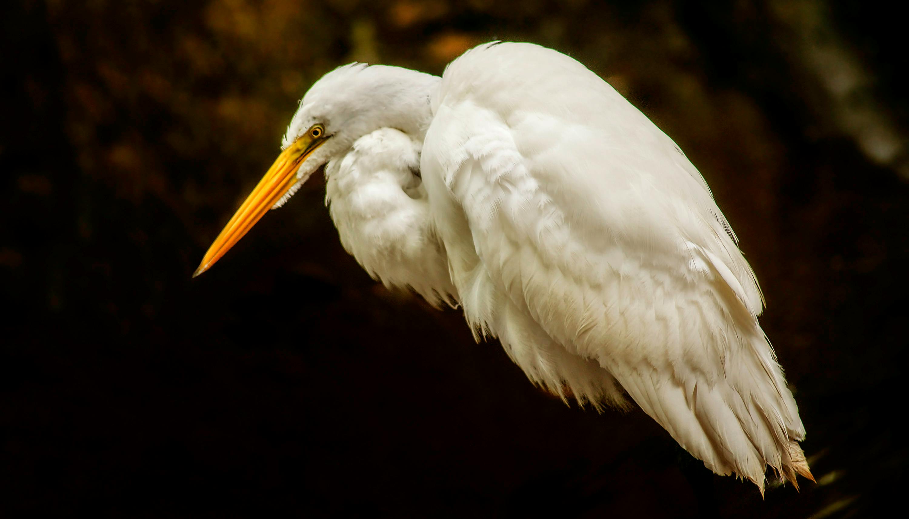 Free stock photo of bird, egret, Great White Egret