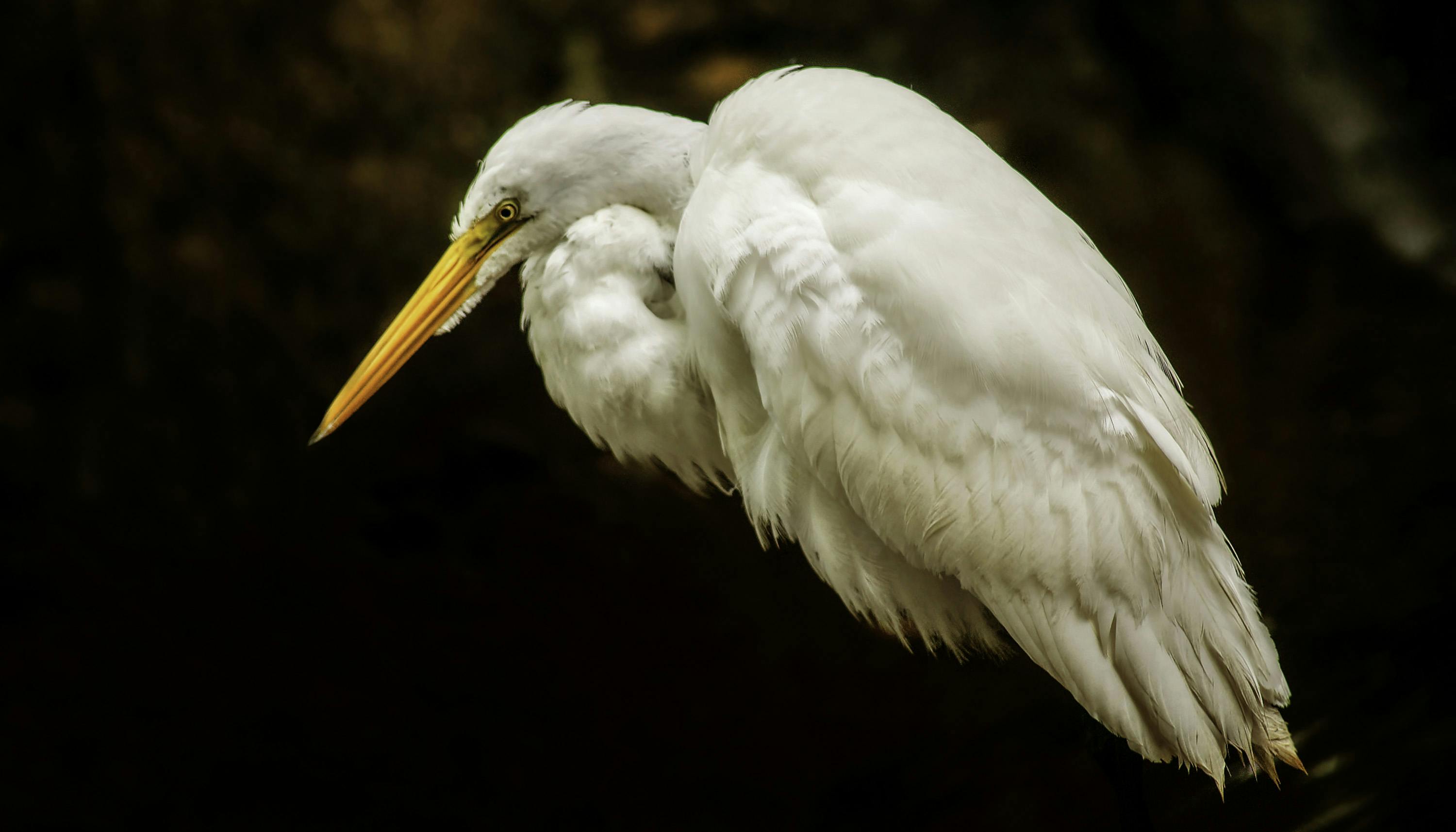 Free stock photo of egret, Great White Egret, great white ...