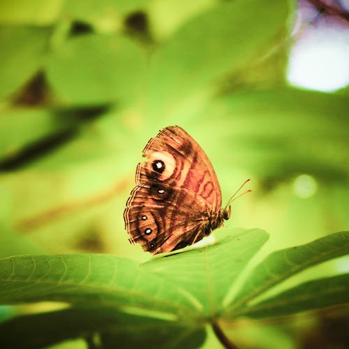Free stock photo of beautiful, butterfly, butterfly on leaf