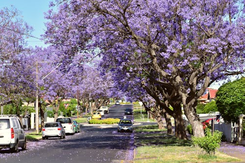 Imagine de stoc gratuită din cartier, copaci jacaranda, copaci violete