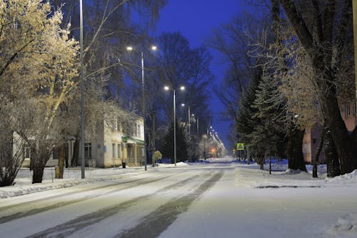 A Snow Covered Ground Near Trees During Winter