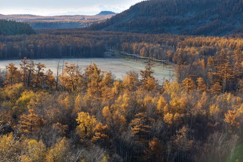 Tall Trees on Mountains