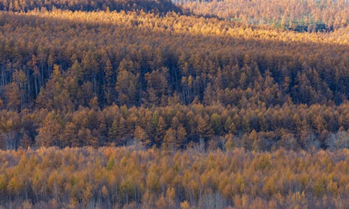 Aerial View of a Forest in Autumn 