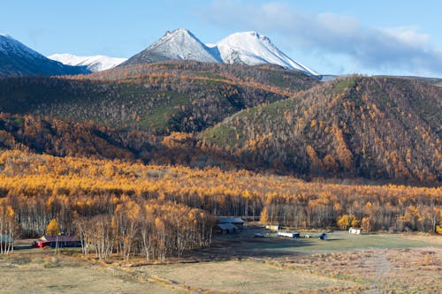 Forest in Autumn near Hills and Mountains