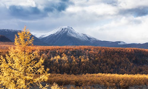 Landscape of an Autumnal Forest and Mountains in Distance 