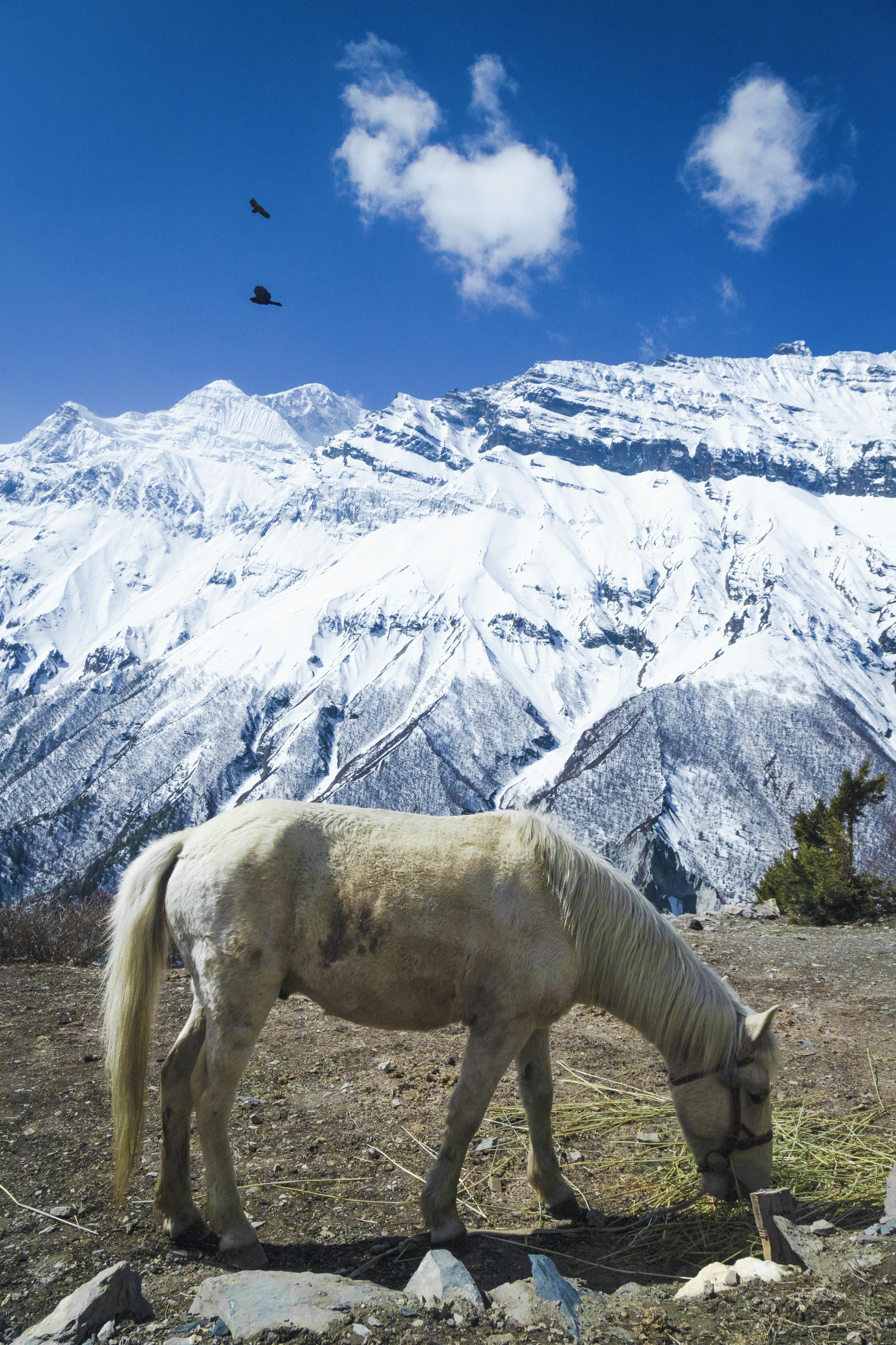 White Horse near Snow Covered Mountain · Free Stock Photo