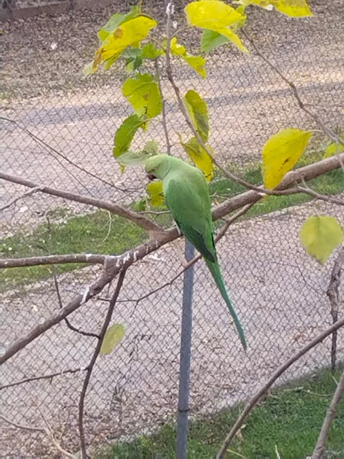 Green Parrot 
