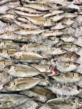 Mackerel Fish