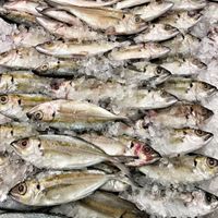 Fresh mackerel on ice rich in omega-3