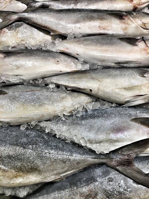 Close-up Shot of Raw Fish with Crushed Ice