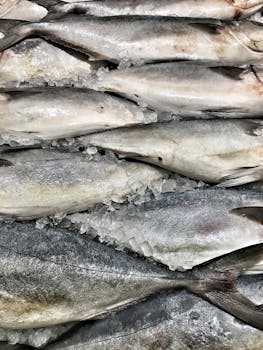 Close-up of fresh mackerel neatly arranged on ice at a seafood market.