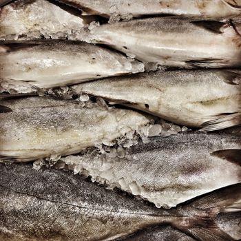 Swordfish