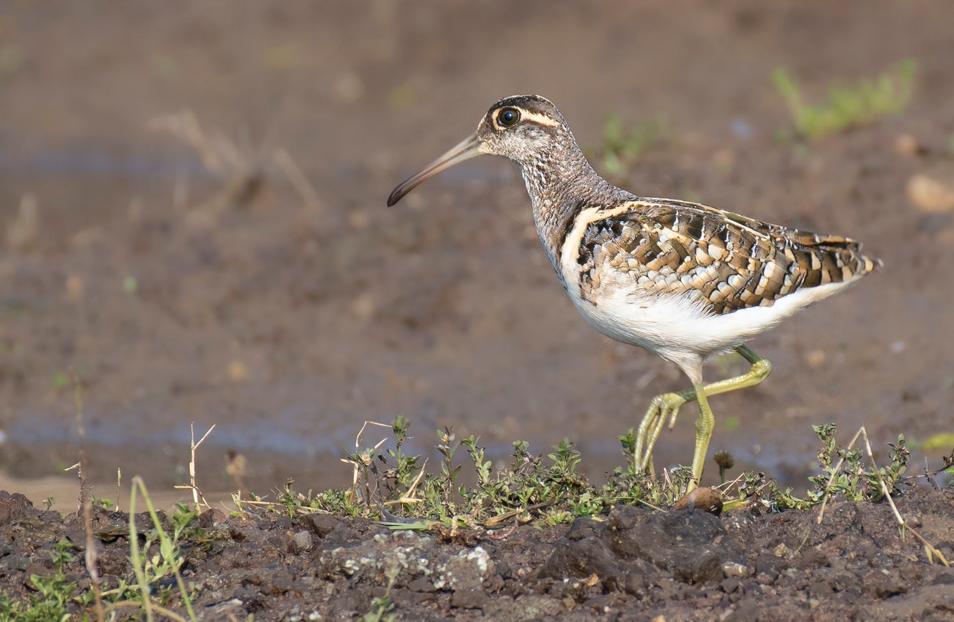 A detailed view of an African Jacana bird walking on a dirt ground, showcasing its plumage and natural habitat.